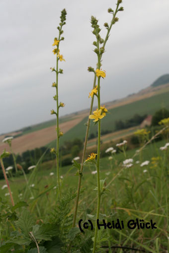 Karte mit Umschlag - Agrimony