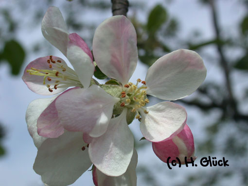 Karte mit Umschlag - Crab Apple