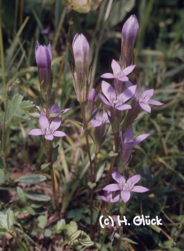 Karte mit Umschlag - Gentian