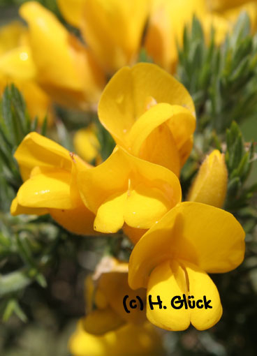 Karte mit Umschlag - Gorse (b)