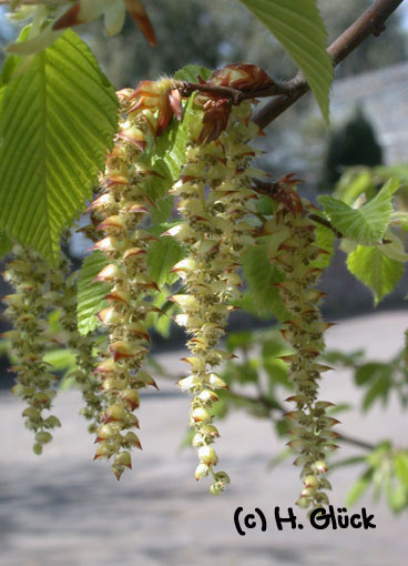 Karte mit Umschlag - Hornbeam