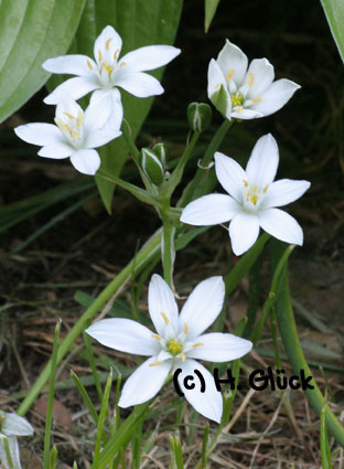 Karte mit Umschlag - Star of Bethlehem