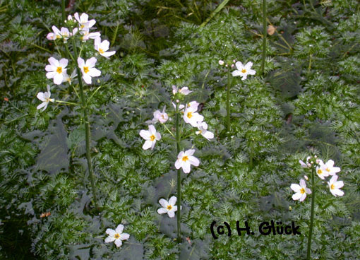 Karte mit Umschlag - Water Violet (b)