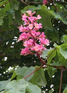 Karte mit Umschlag - Red Chestnut