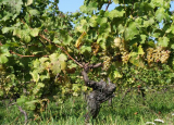 Karte mit Foto und gef�ttertem Umschlag