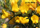Karte mit Umschlag - Gorse (a)