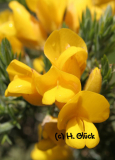 Karte mit Umschlag - Gorse (b)