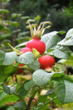 Karte mit Foto und gef�ttertem Umschlag