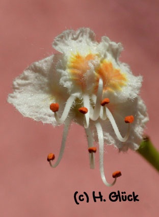 Bachblütenbilder White Chestnut Bachblüten Karten Bachblütenfoto
