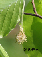 Karte mit Umschlag - Beech