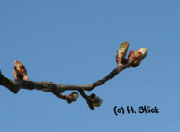 Karte mit Umschlag - Chestnut Bud