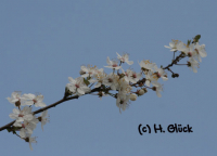 Karte mit Umschlag - Cherry Plum