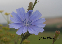 Karte mit Umschlag - Chicory