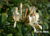 Karte mit Umschlag - Honeysuckle