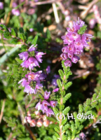 Karte mit Umschlag - Heather