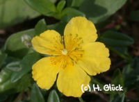 Karte mit Umschlag - Rock Rose