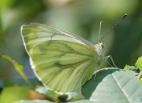 Karte mit Foto und gefttertem Umschlag