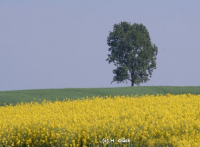 Karte mit Foto und gefttertem Umschlag