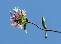 Karte mit Umschlag - Honeysuckle