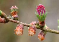 Karte mit Umschlag - Larch