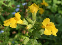 Karte mit Umschlag - Mimulus