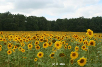 Karte mit Foto und gefttertem Umschlag