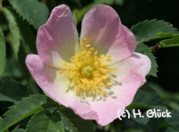 Karte mit Umschlag - Wild Rose